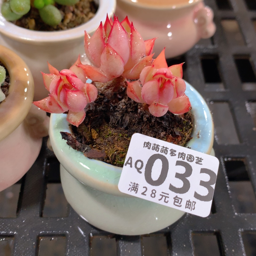 肉萌萌5cm拇指盆多肉AQ033