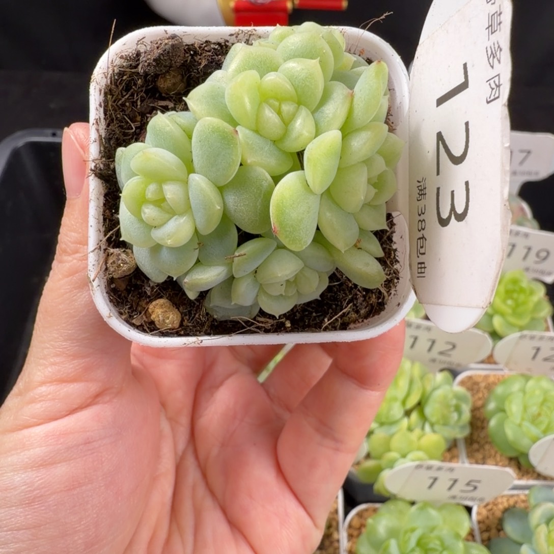 纸鸢五头群123号一颗