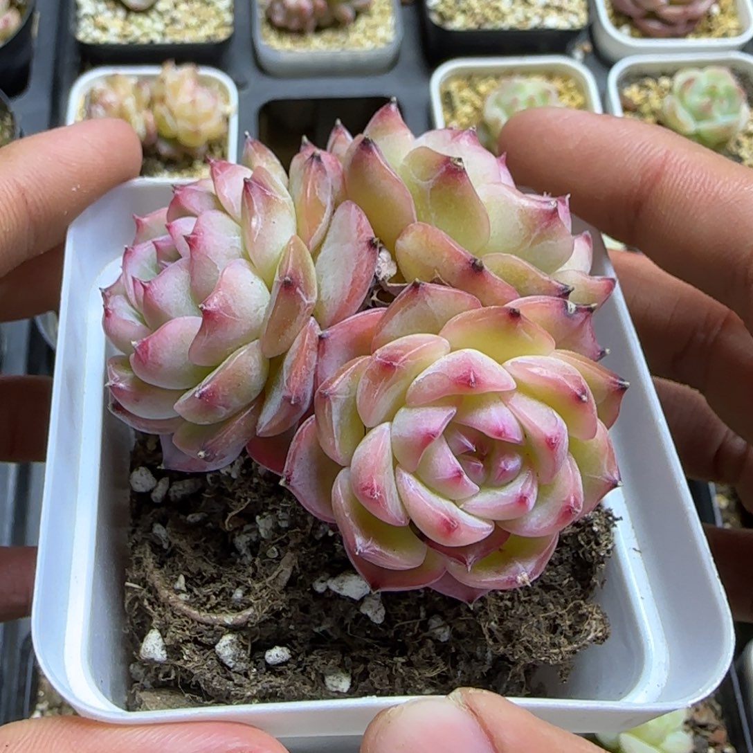 04273 一物一拍麦秆珍妮