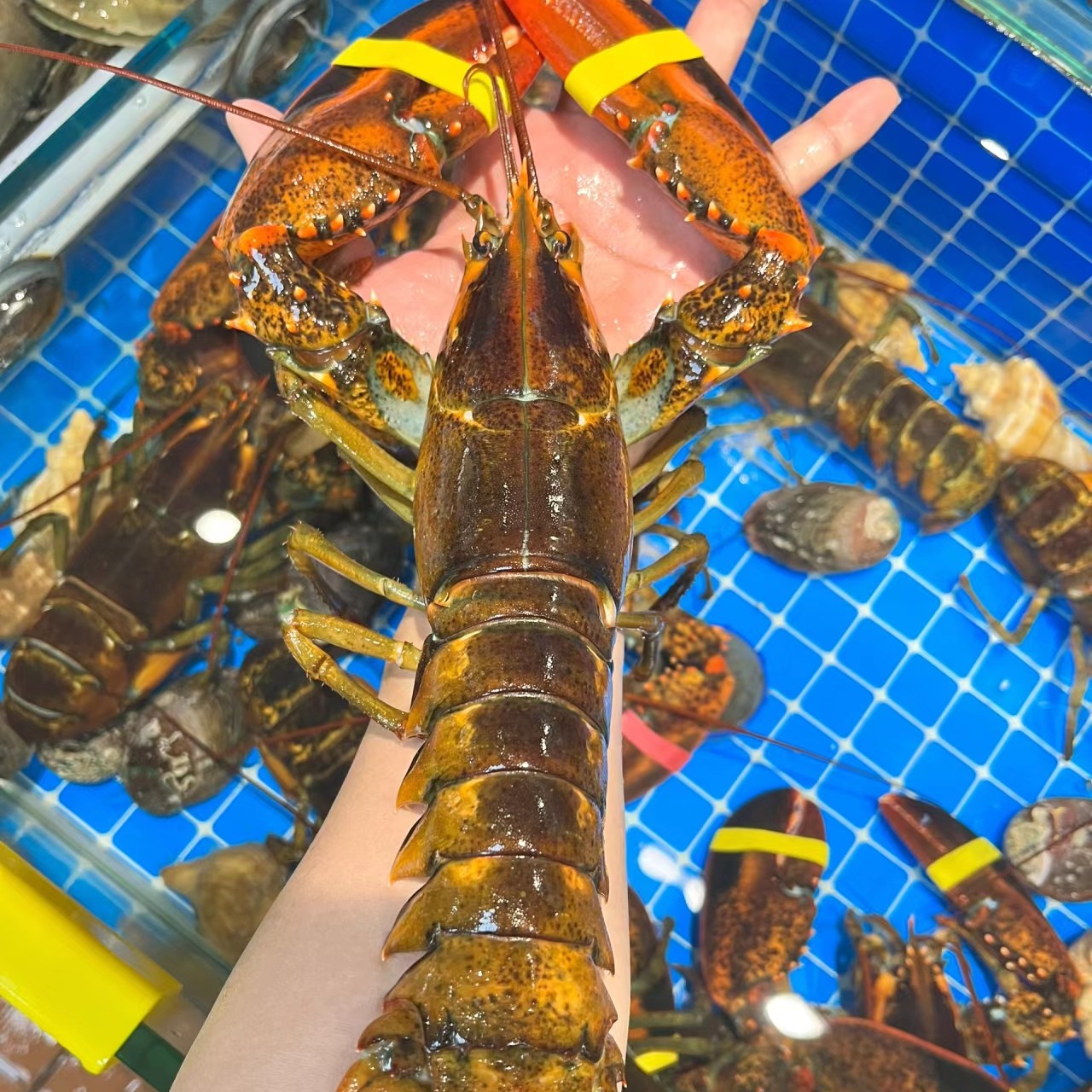 鲜活波士顿龙虾【1.8斤左右】（1只）备注可收拾