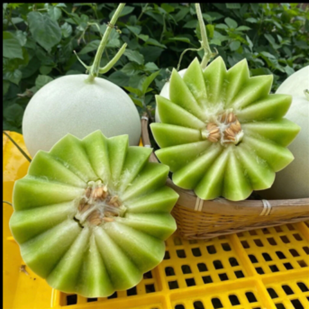 奶香蜜蜜瓜1个 约2斤