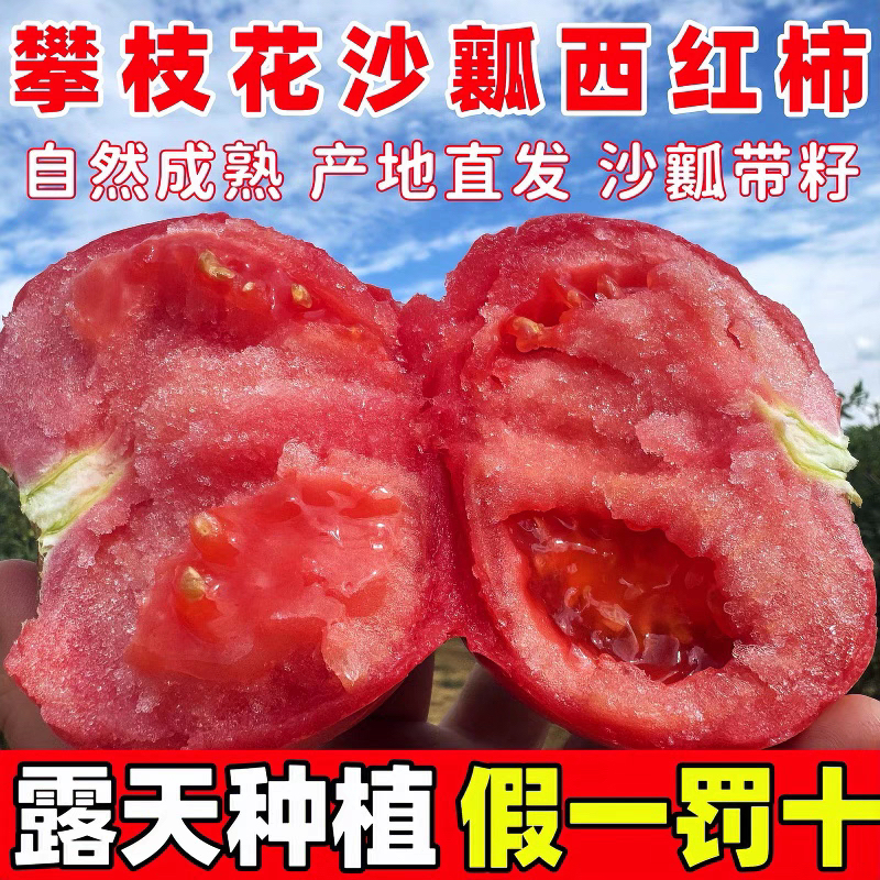 四川攀枝花高山老板沙瓤西红柿自然成熟酸甜多汁新鲜现摘可生吃