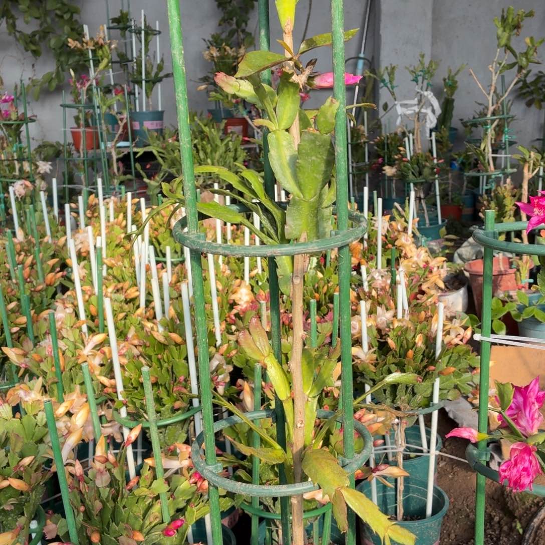 V***g无花朵voe花友叶仙嫁接三层红色粉丝