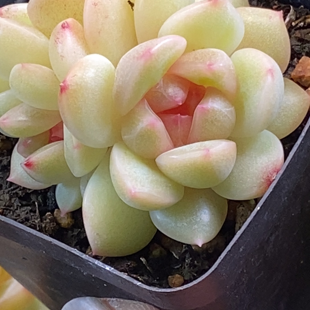 天官赐福百无禁忌