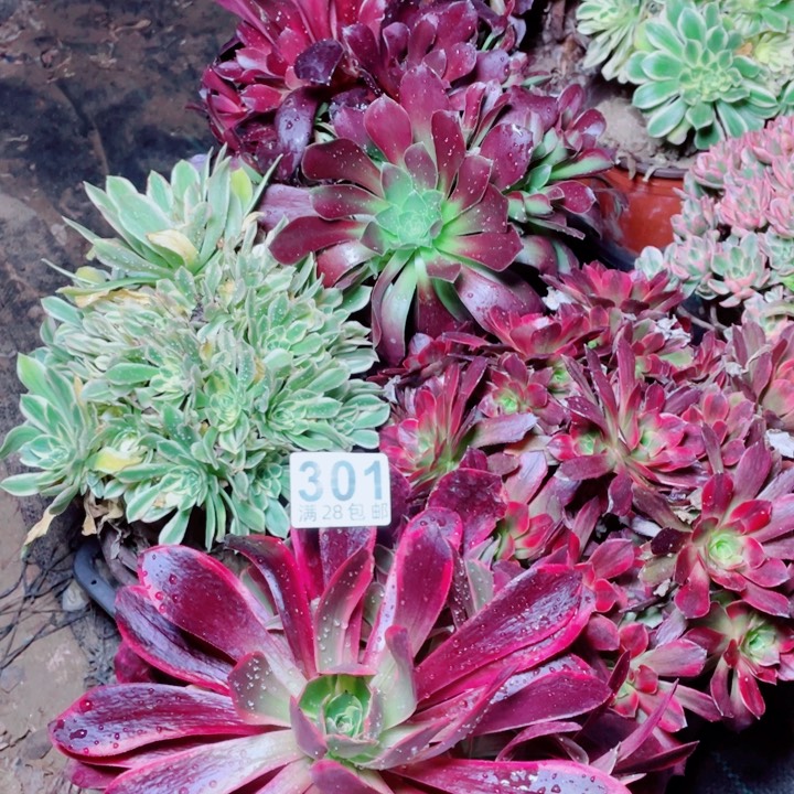 多肉植物组合310