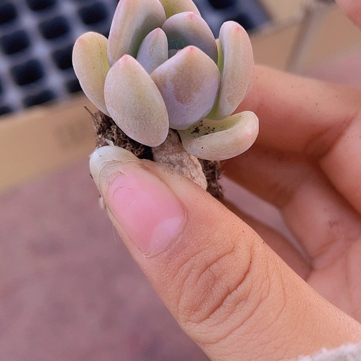 47精品奥普2颗一组