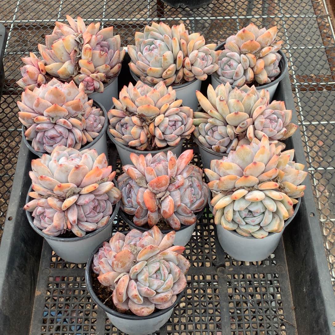 10颗橙梦露多肉，904