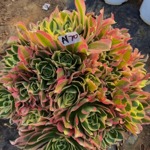 白凤多肉丛林多肉170多肉植物