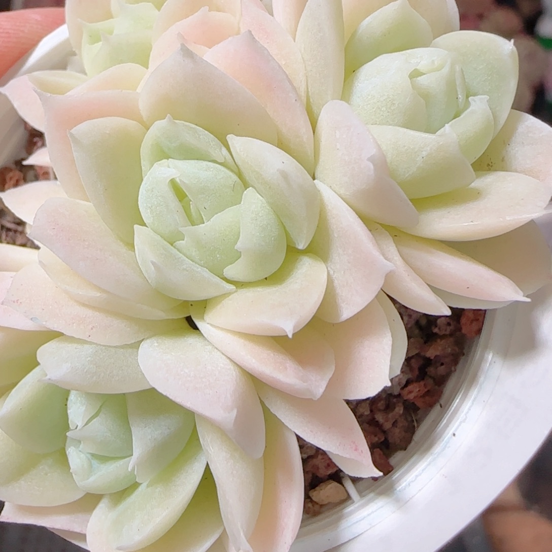 花语多肉1206-142纯玉