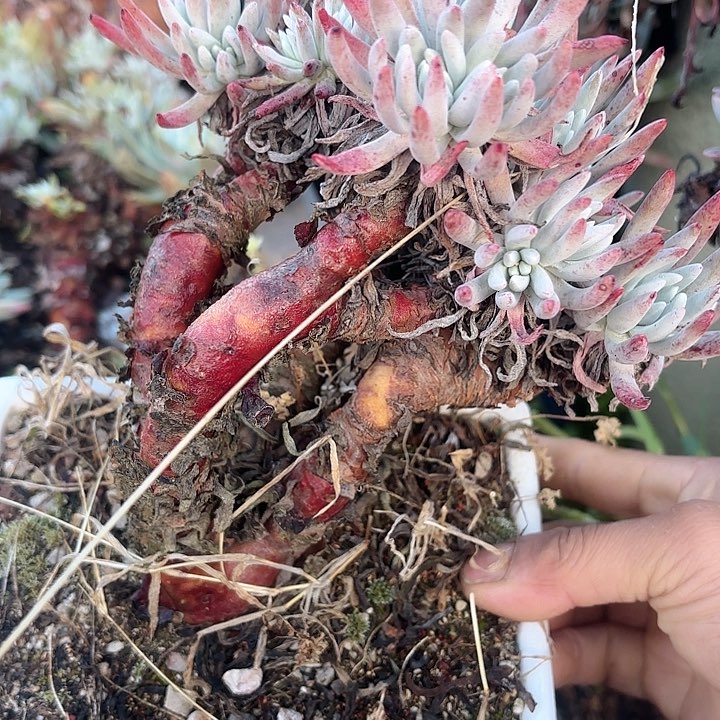 仙女杯多肉植物提取