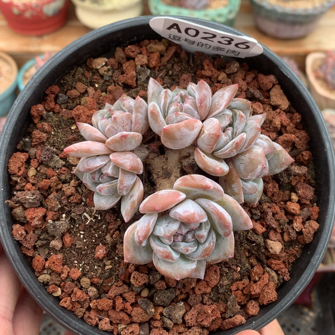 A0236 星影飘枝 有砍 9cm