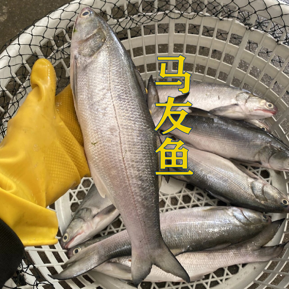 马友鱼博贺港码头新鲜海捕马友鱼茂名海鲜批发