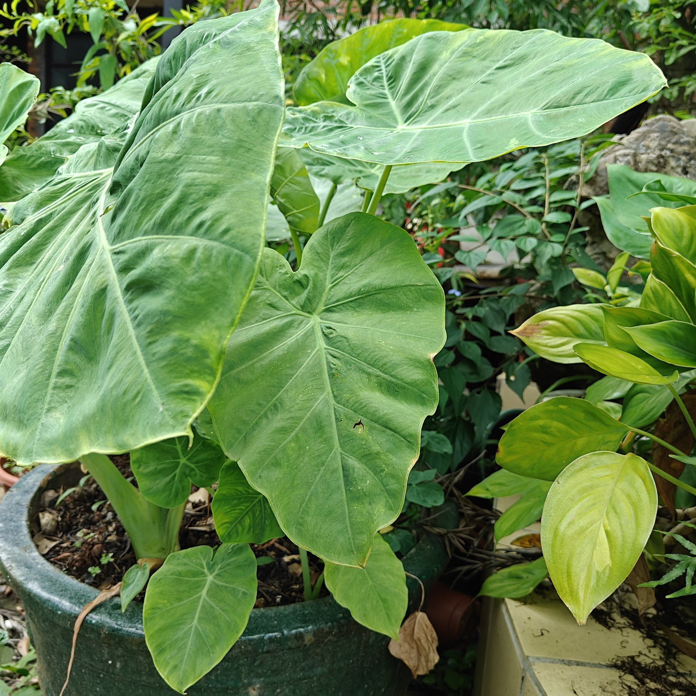 象耳芋补邮费，补差价专用链接