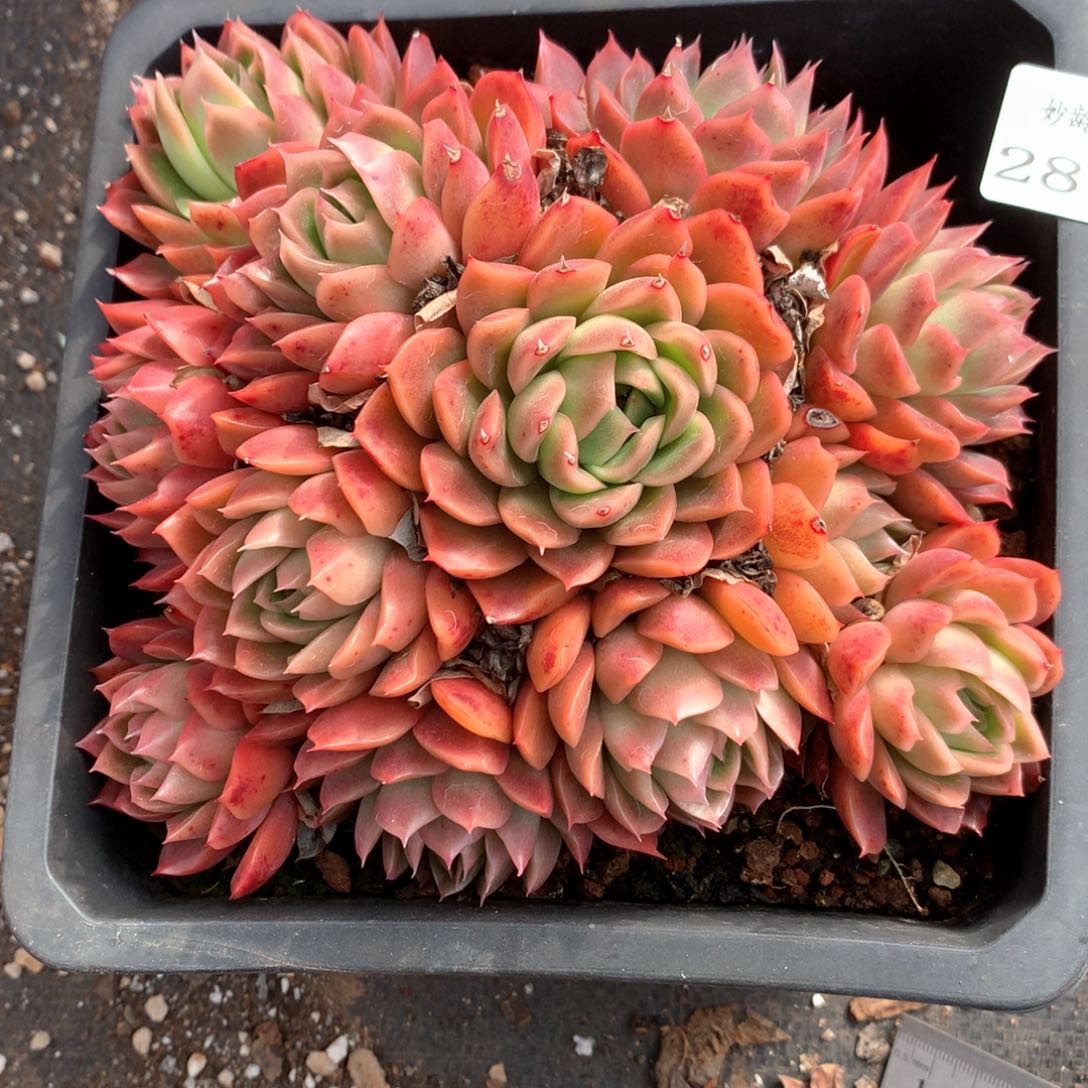 宝*2806杂交多肉植物