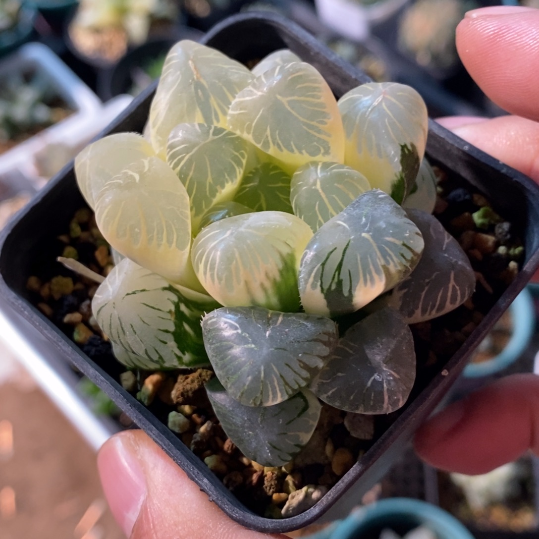 一颗实生糊斑大眼珠子玉露锦 开播福利