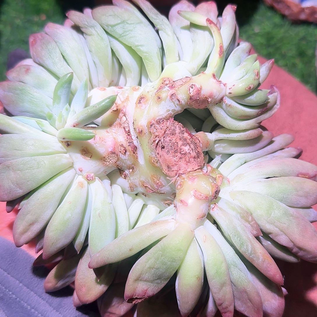 桐***7哥特萝莉多肉一组拍