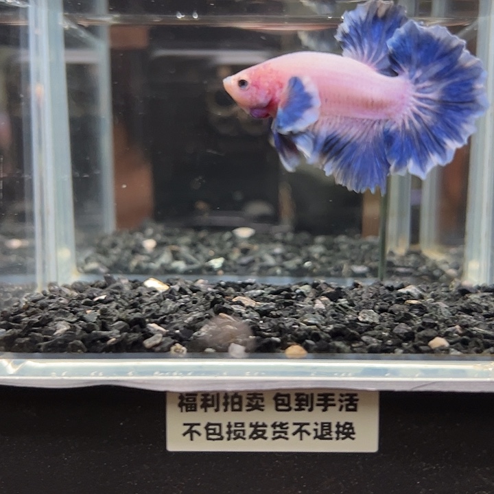 斗鱼竞拍跑单拉黑8日86