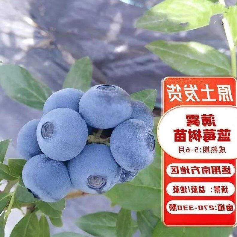 【薄雾蓝莓苗】盆栽蓝莓果树苗大果蓝莓耐寒南方北方室新品种果树