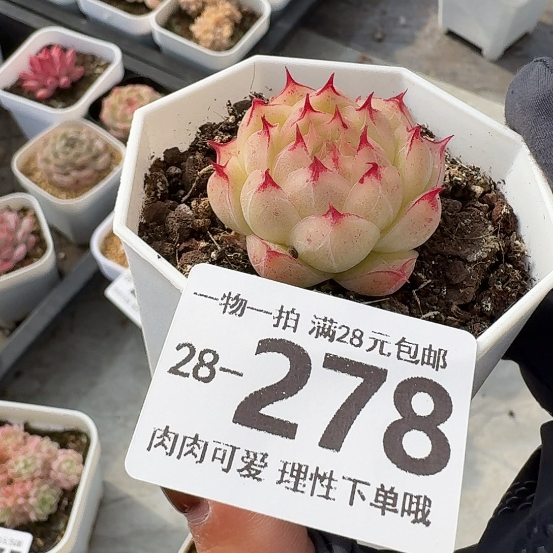 莲华无盆土发货无