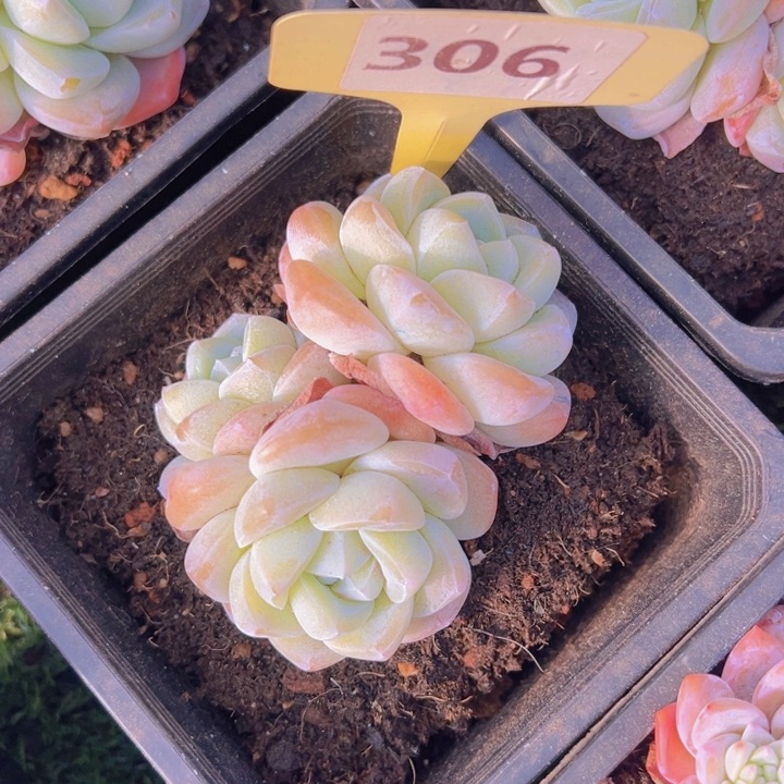 健健康康平平安安