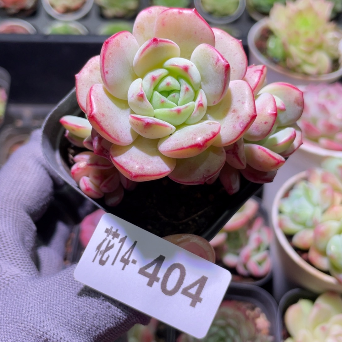 花利美14-404香草群