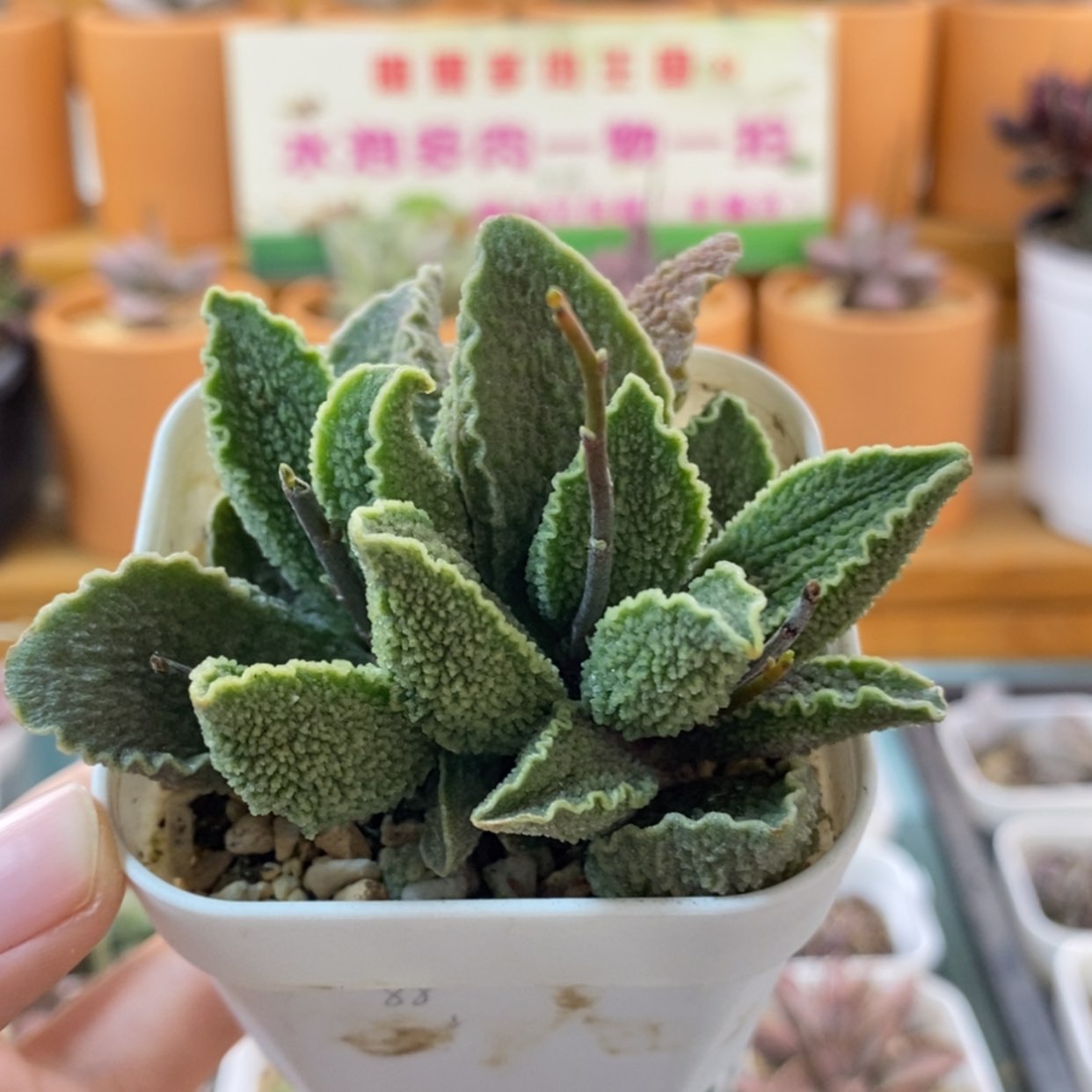【闪购商品】无花朵绿皮