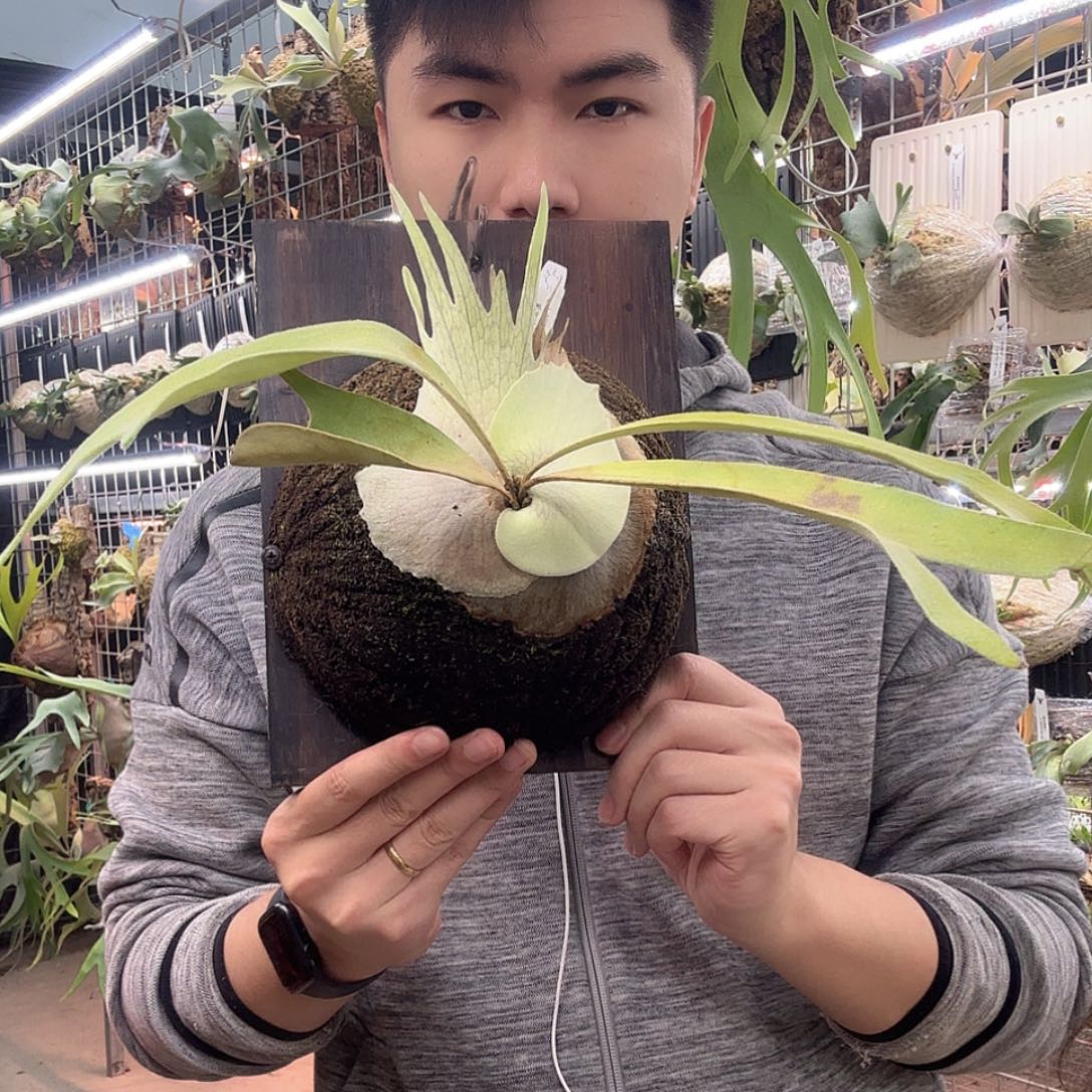 无花朵ar奥本河鹿角蕨