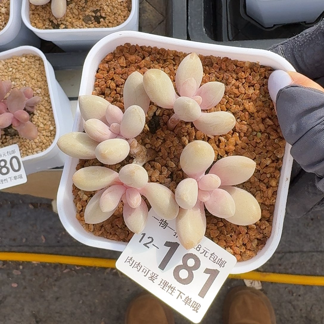 原始虞无盆土发货呀