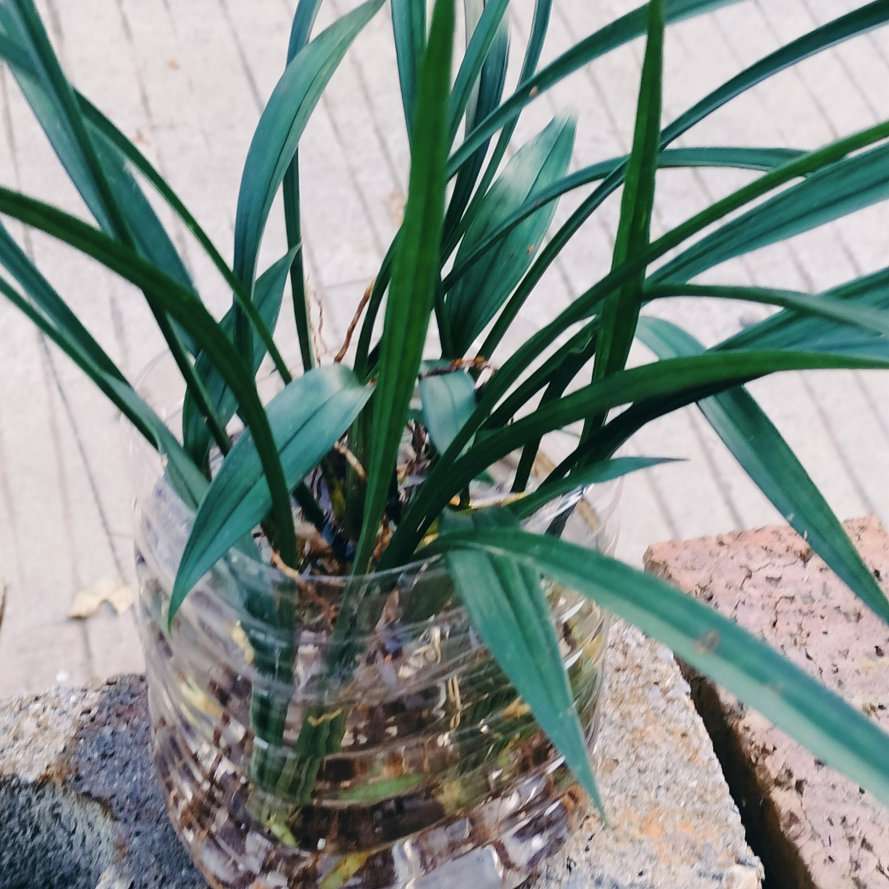 松寿兰花盆栽带花苞四季开花浓香型室内绿植花卉好养易活阳台桌面