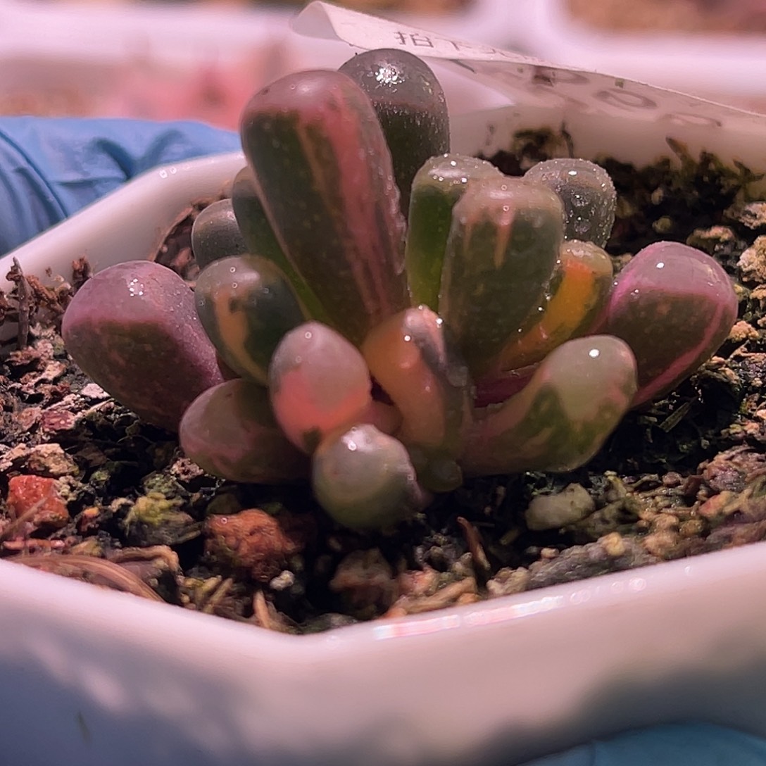 尚品园艺福利锦8055