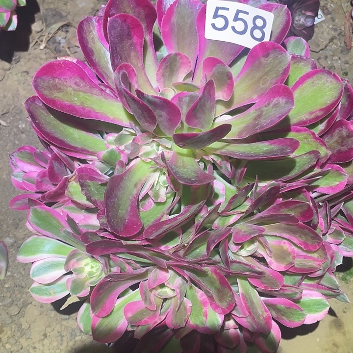 多肉植物法师558分女郎