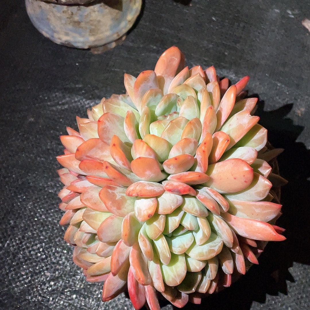 四**华多肉植物一物一拍