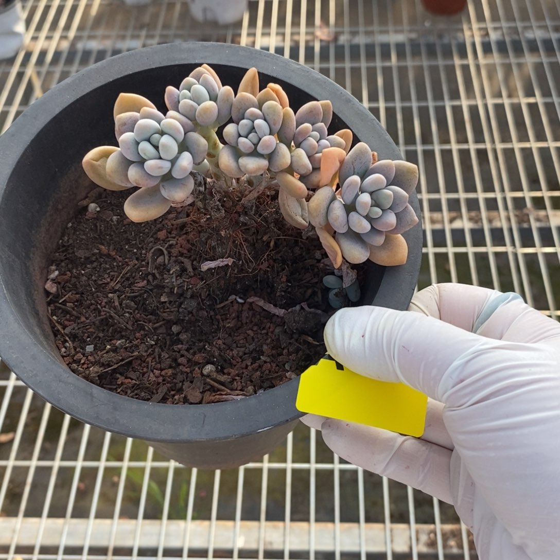 331白鹭朵朵一物一拍