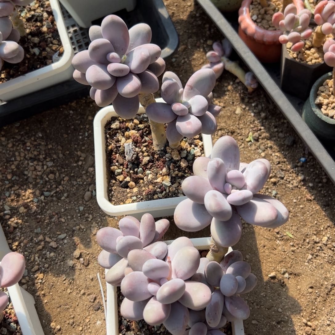 特价微瑕两颗不包损