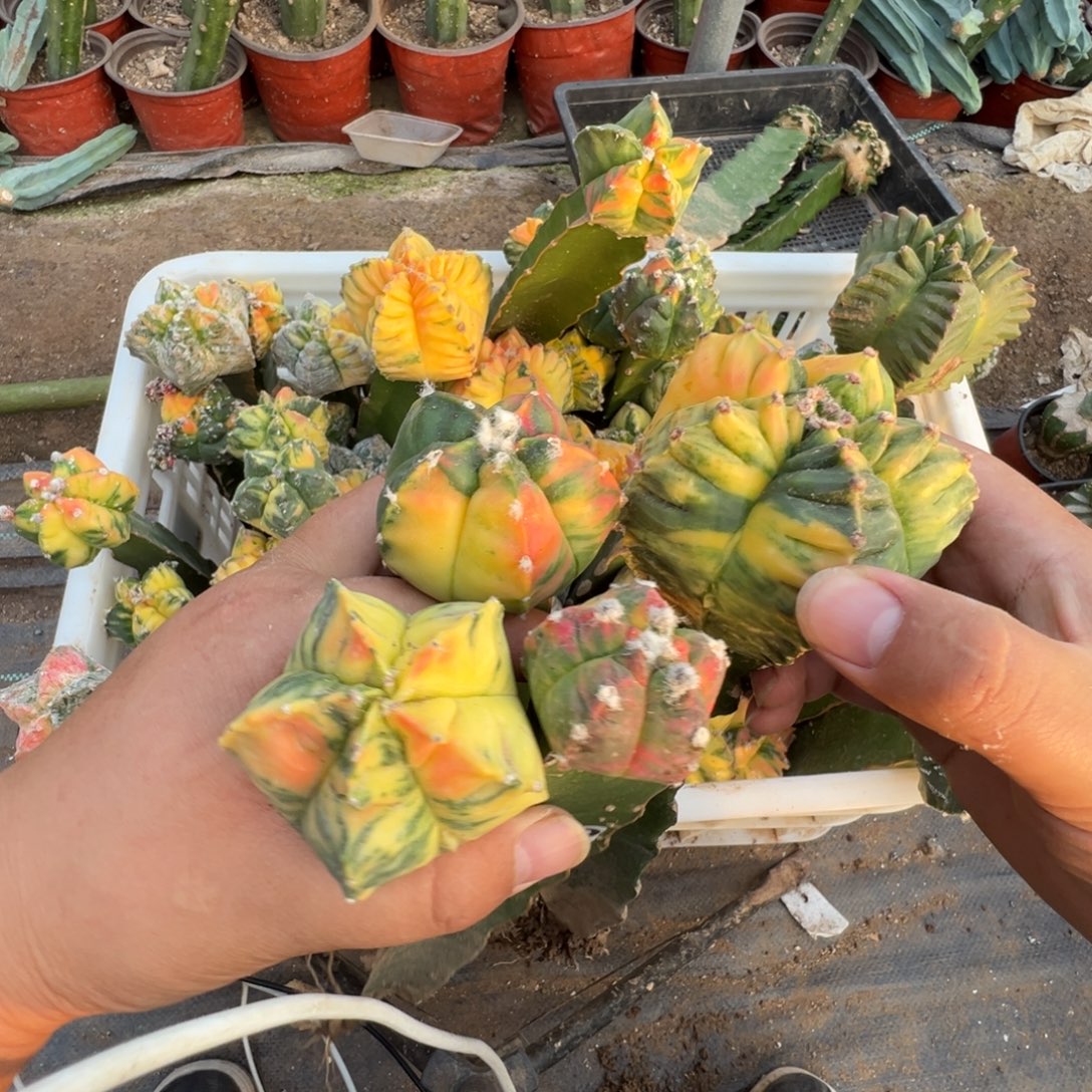 用***9鸾锦仙人球组合32829-30-31