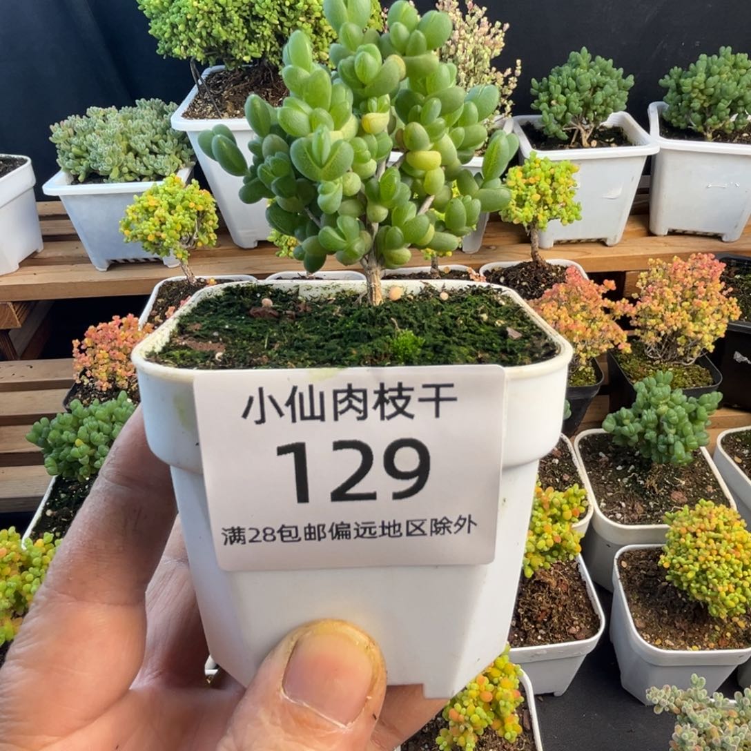 129枝干番杏8口盆元宝