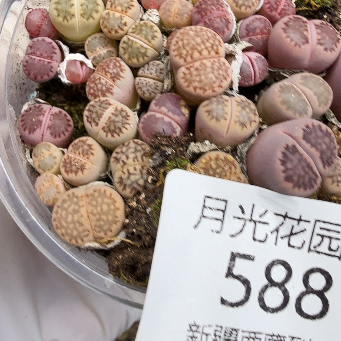 你好忙的嘛现在你要588