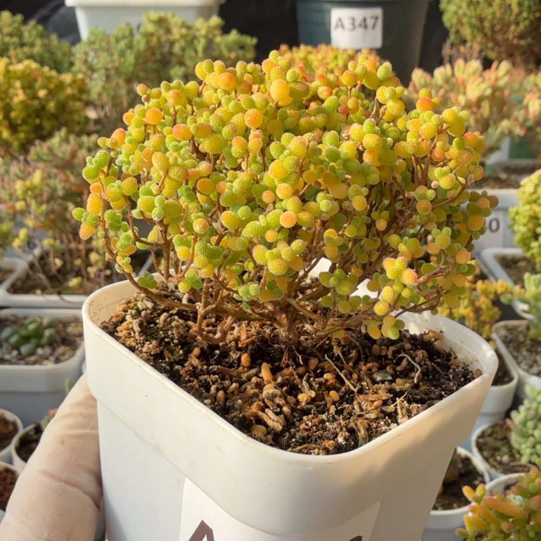 A613蜜橘糖球枝干