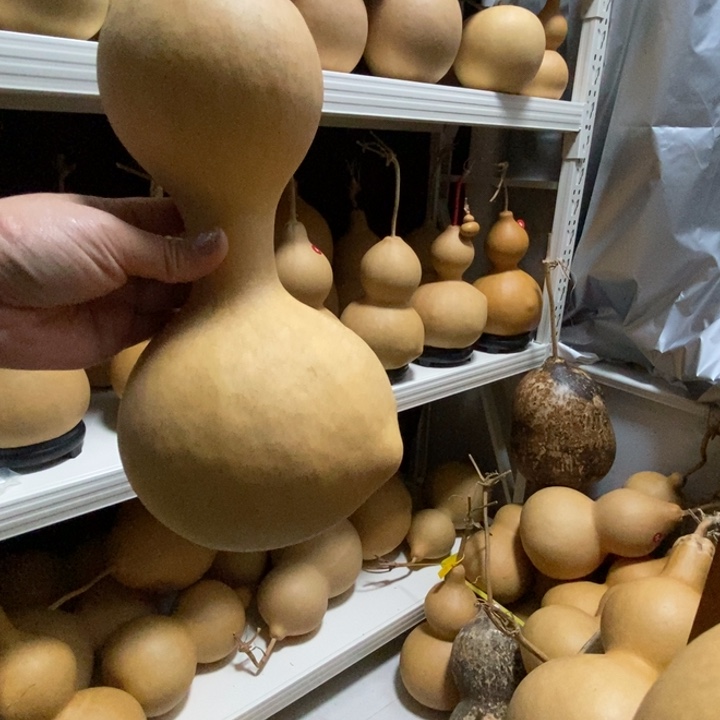 咪**咪葫芦笙和他最大对手就是她