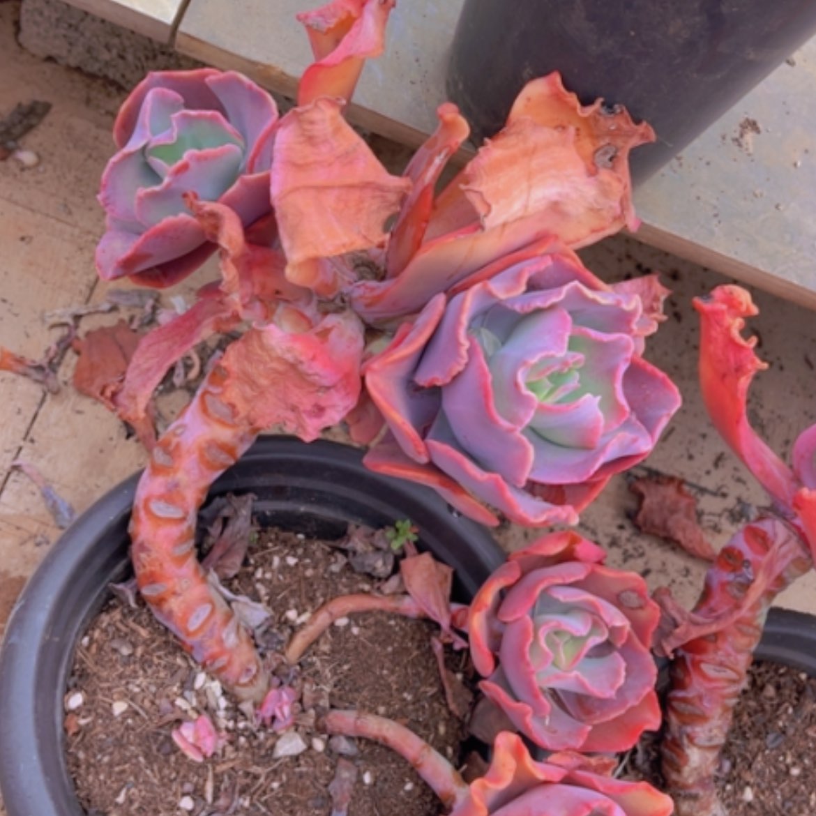 【闪购商品】红婚纱16161