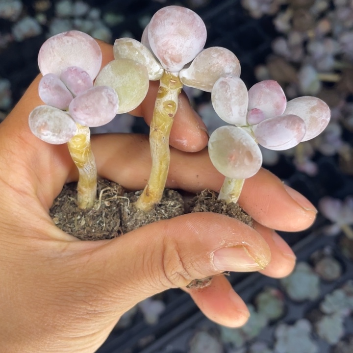 一物一拍满18包邮发3颗