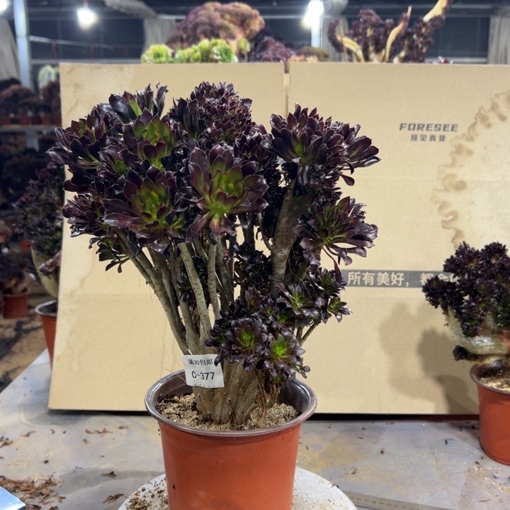 377黑法师高度30厘米多肉植物