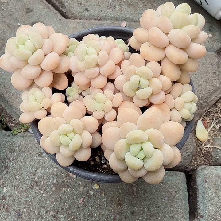 精控洛可可多肉植物