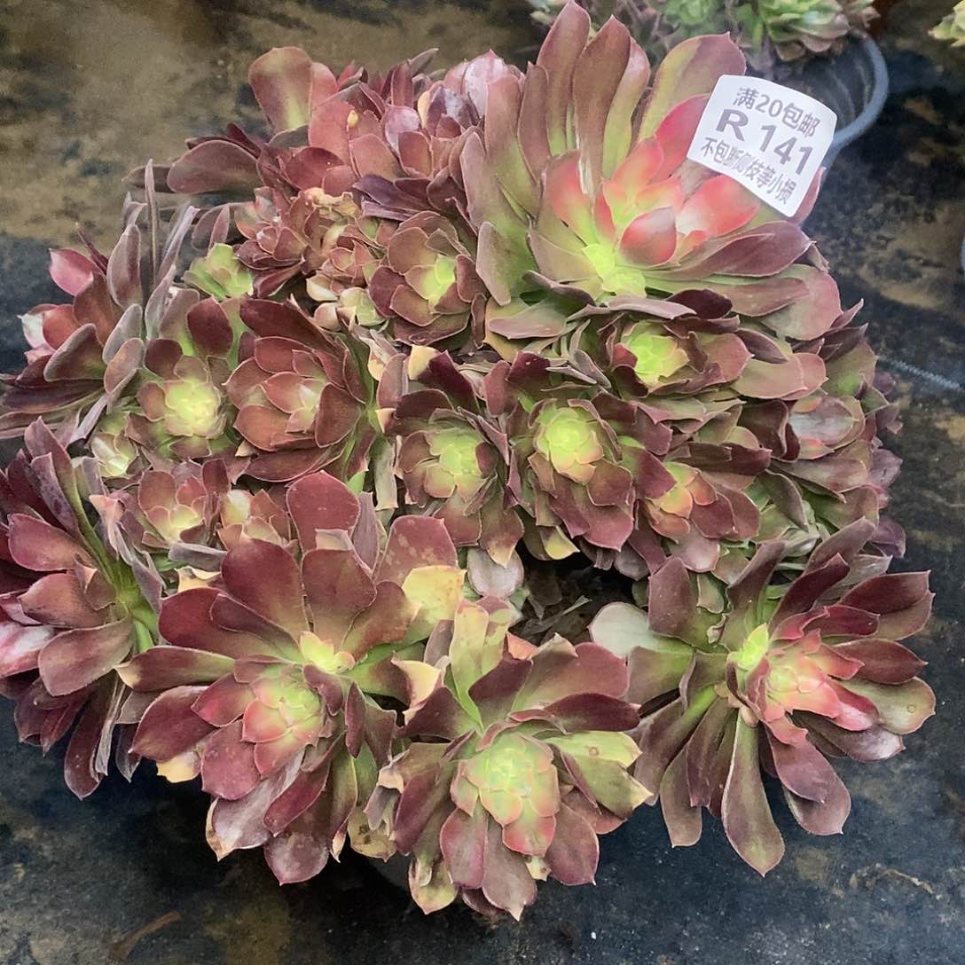 141雅典娜多肉老桩