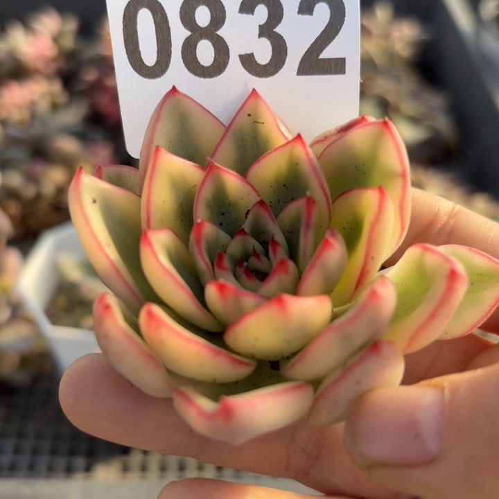 头盖锦多肉植物满18包邮当场凑单