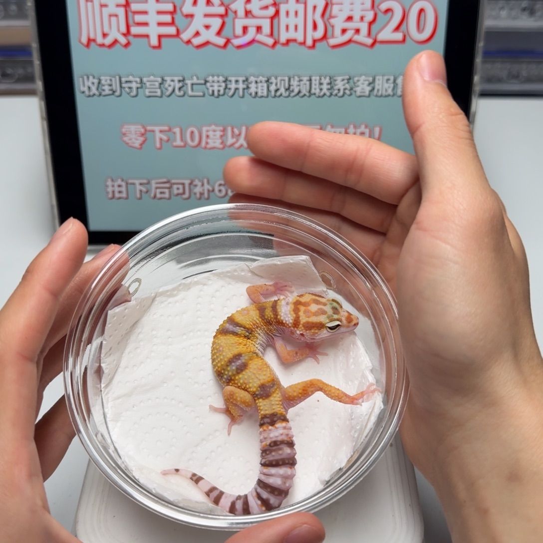 豹纹守宫雪花橘白妹妹