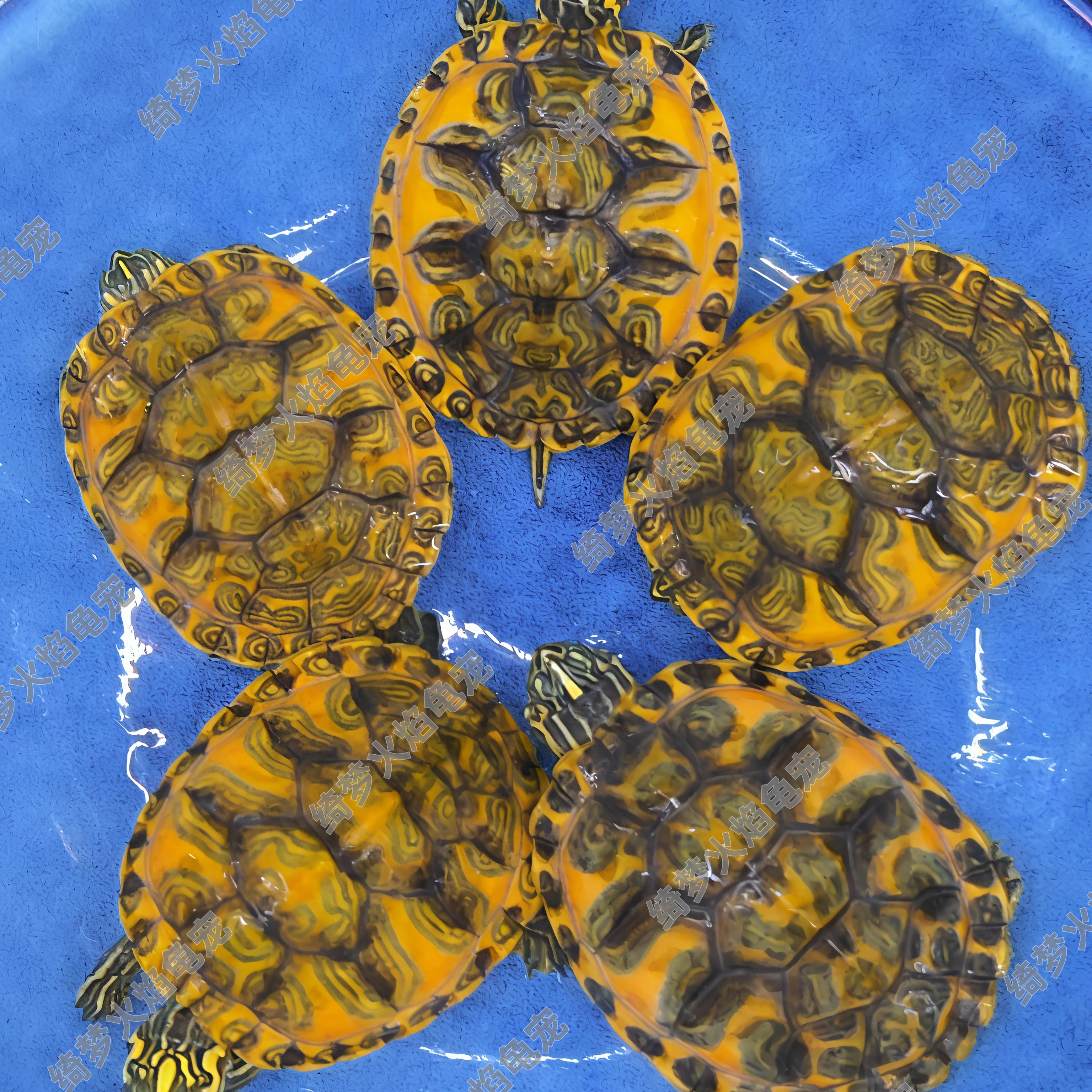 直播间挑选下单链接 ——火焰龟