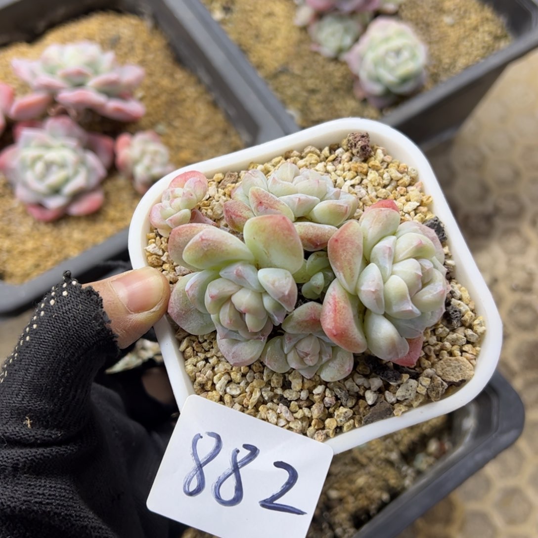 红陶萝*882号多肉植物