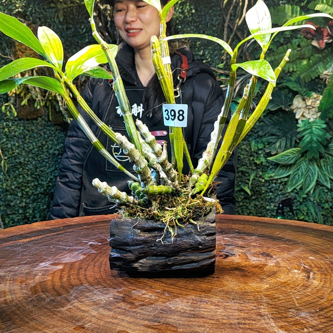 【闪购商品】杨**亿398球花，肿节花