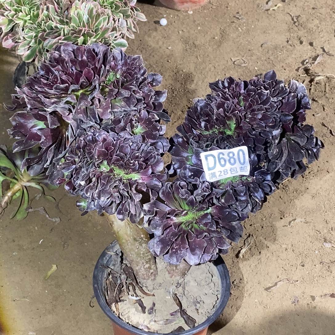 680瑕疵殴紫缀化多肉植物